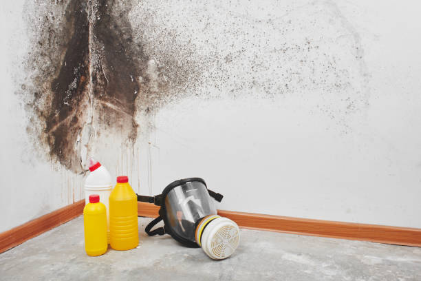 Best Commercial Mold Remediation in West Haven, UT