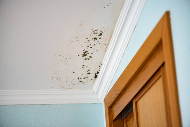 Best Localized Mold Remediation (e.g., coastal areas, humid climates) in West Haven, UT