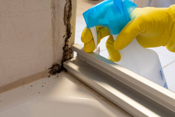 Professional Mold Remediation in West Haven, UT