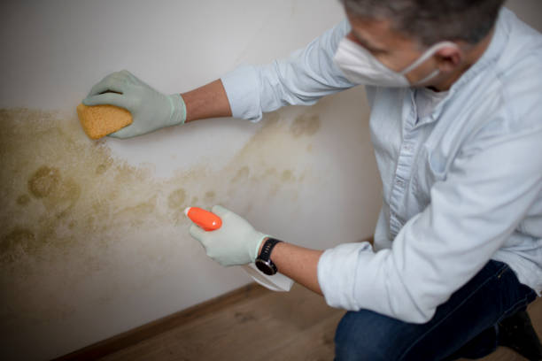 Best Residential Mold Remediation in West Haven, UT