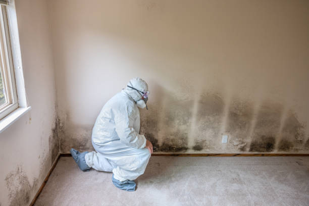 Best Residential Mold Remediation in West Haven, UT