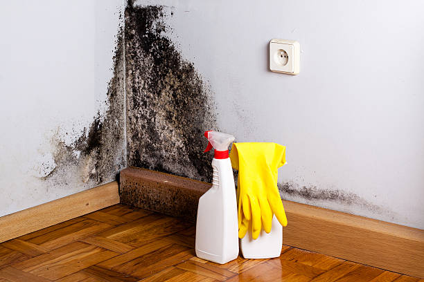 Best Insurance-Related Mold Remediation in West Haven, UT