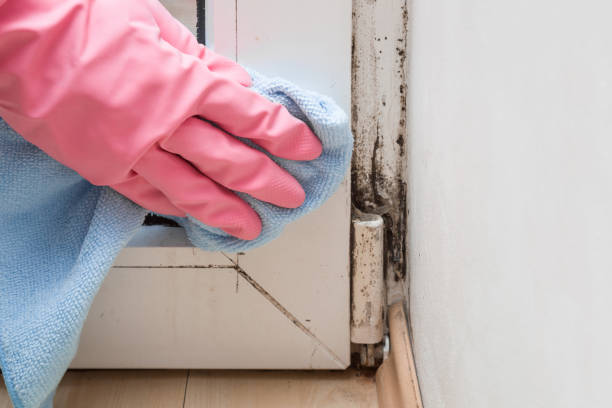 Best Mold Remediation for Specific Building Types in West Haven, UT