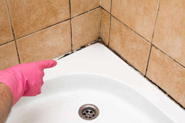 Best Bathroom Mold Remediation in West Haven, UT